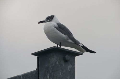 Laughing Gull observed by oriolballestermarti