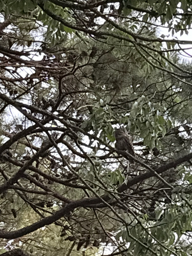 Barred Owl observed by luke30381