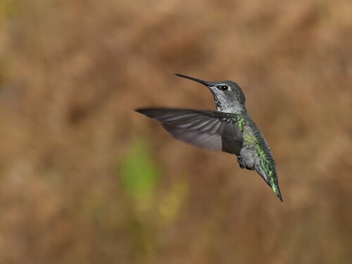 Anna's Hummingbird observed by allenmfish
