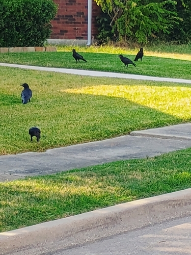American Crow observed by batmang