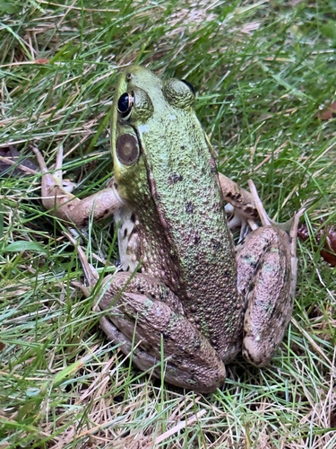Green Frog observed by jacks_hill