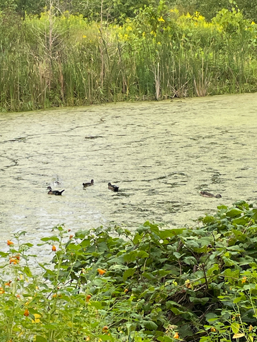 Wood Duck observed by bmsacchi