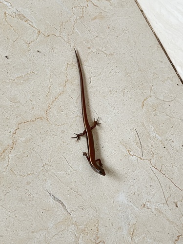 Reeves's Ground Skink