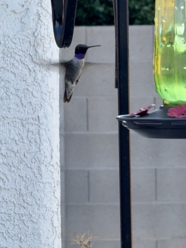 Black-chinned Hummingbird observed by aylos
