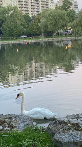 Mute Swan observed by lowejo