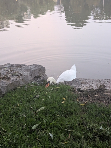 Mute Swan observed by andy1296