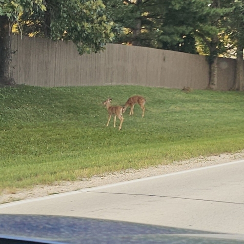 White-tailed Deer observed by lovelystrife