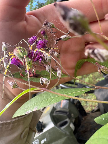Green Lynx Spider