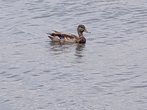 Mallard observed by daviddadummy