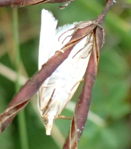 Snowy Urola Moth