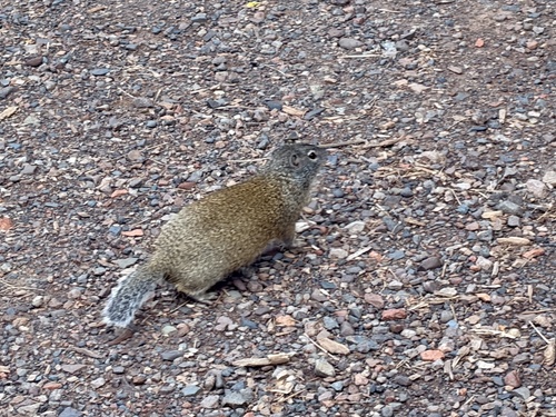 Franklin's Ground Squirrel observed by hcsorfs