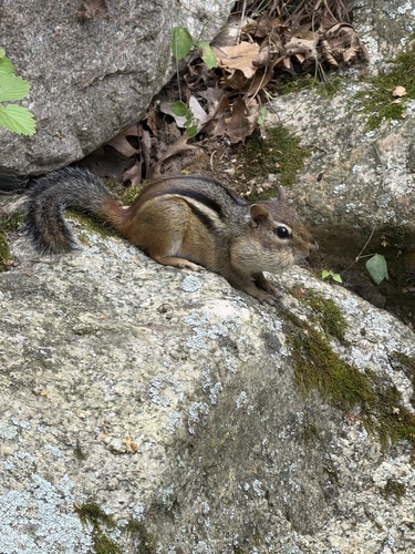 Eastern Chipmunk observed by bohemianspirit
