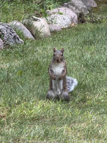 Eastern Gray Squirrel observed by bohemianspirit