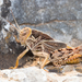 European Giant Steppe Grasshopper - Photo (c) markussehnal, all rights reserved, uploaded by markussehnal