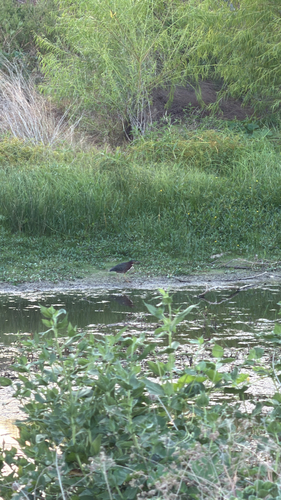Green Heron observed by coolcaiti