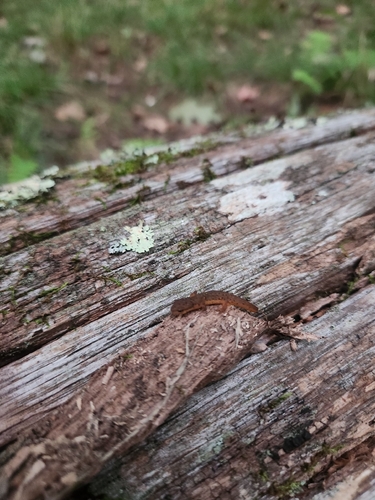Eastern Newt observed by playinginthedirt