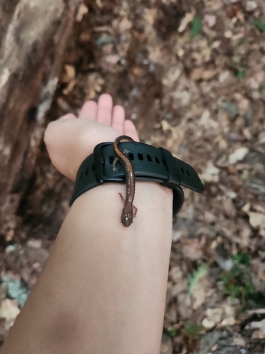Eastern Red-backed Salamander observed by playinginthedirt