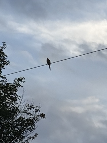 Mourning Dove observed by gibbous_jedda