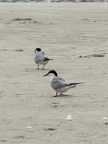 Common Tern observed by robyngraygor