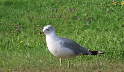 Ring-billed Gull observed by grandmabirder