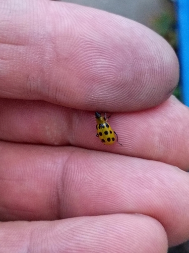 Spotted Cucumber Beetle