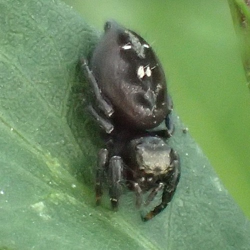 Bold Jumping Spider