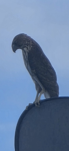 Cooper's Hawk observed by locke1682