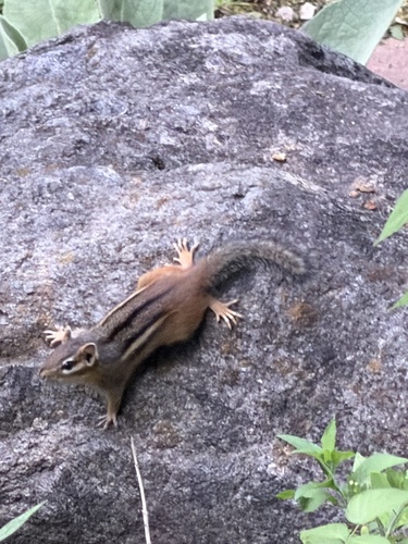 Eastern Chipmunk observed by bohemianspirit