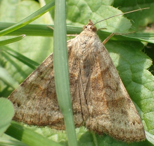 Clover Looper Moth