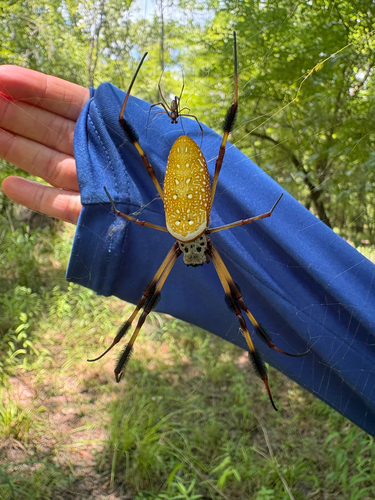 Golden Silk Spider