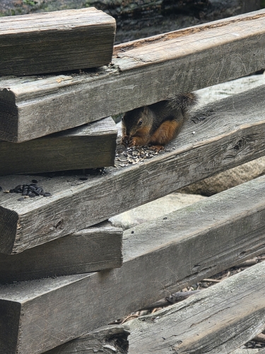 Douglas's Squirrel observed by toniandem