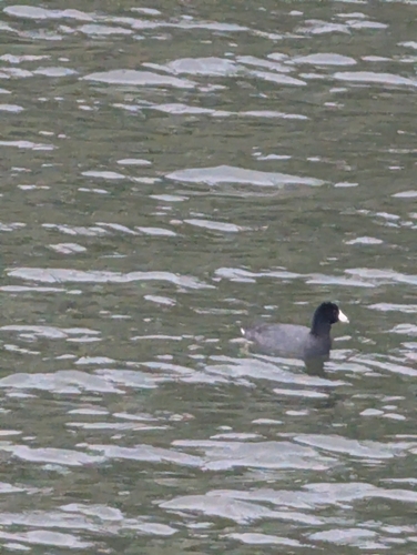 American Coot observed by colin431