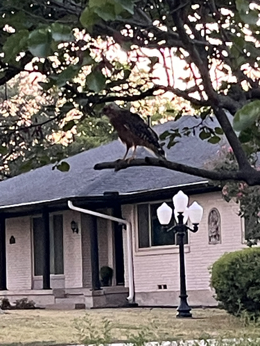 Red-shouldered Hawk observed by chinto