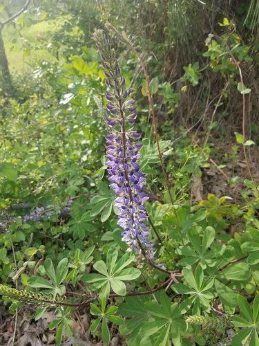 Lupinus latifolius var. barbatus