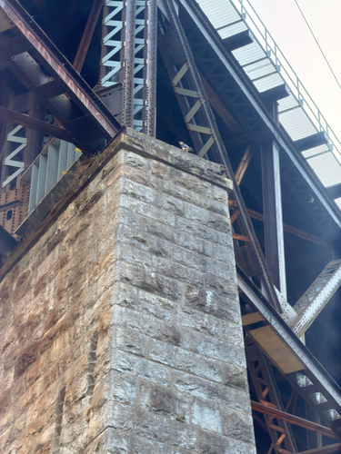 Peregrine Falcon observed by heather_i-w