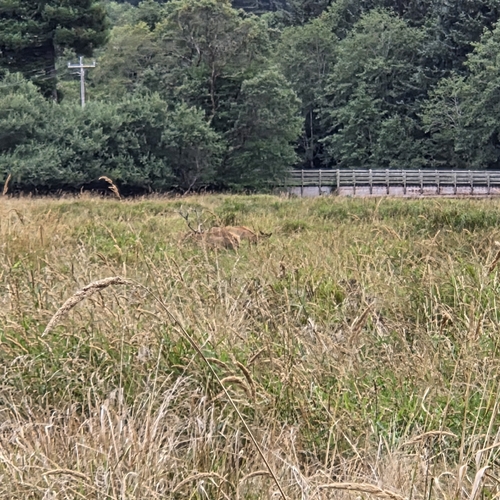Roosevelt Elk observed by dgrimmphd