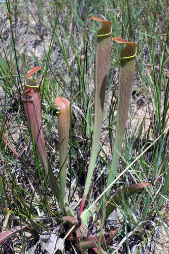 Sarracenia wherryi