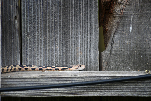 Gopher Snake observed by agarcia181