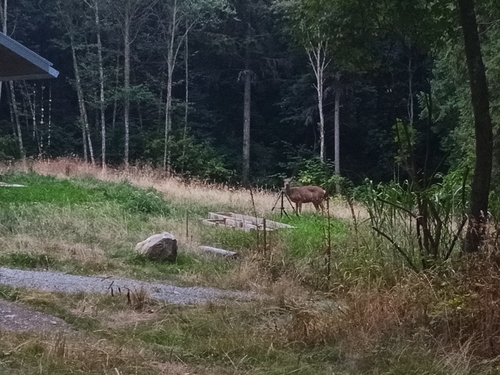 Columbian Black-tailed Deer observed by zrowan