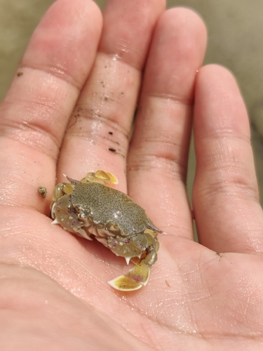 Common Moon Crab