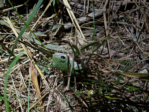 Gray Treefrog observed by rhacodactylusdaly