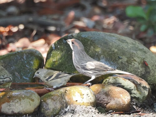 House Finch observed by sandiegonudi