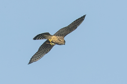 Merlin observed by kblaney