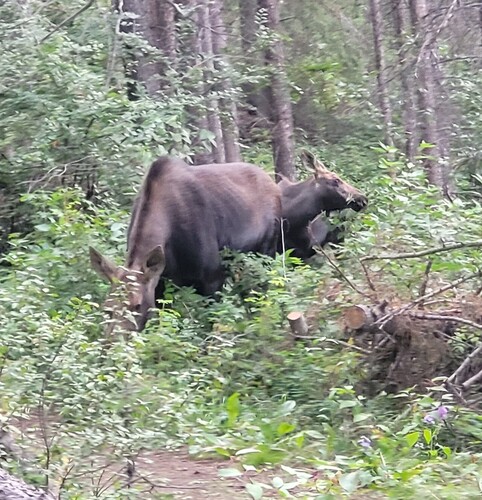 Moose observed by mathis3