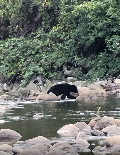 Black Bear sighting near Seymour Blvd