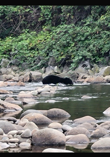Black Bear sighting near Seymour Blvd