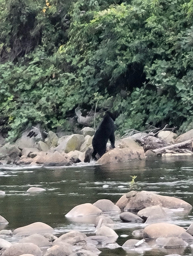 Black Bear sighting near Seymour Blvd