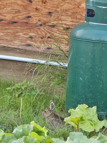 Snowshoe Hare