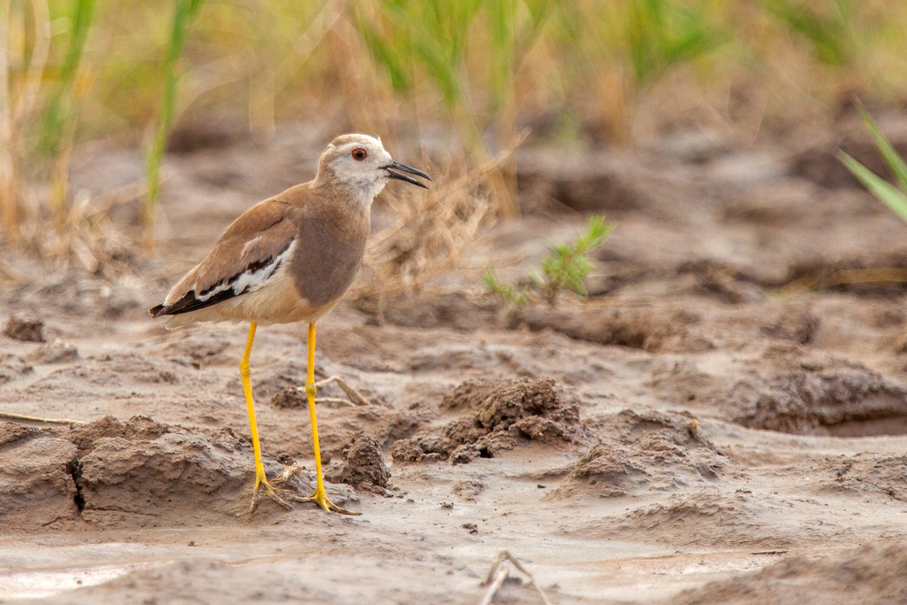 White-tailed Lapwing photo