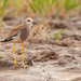 White-tailed Lapwing - Photo (c) sdrov, all rights reserved, uploaded by sdrov